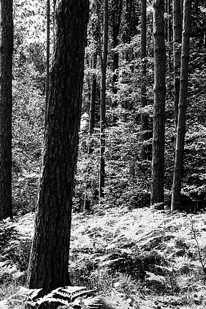 Alleghany State Park 2009-2132
