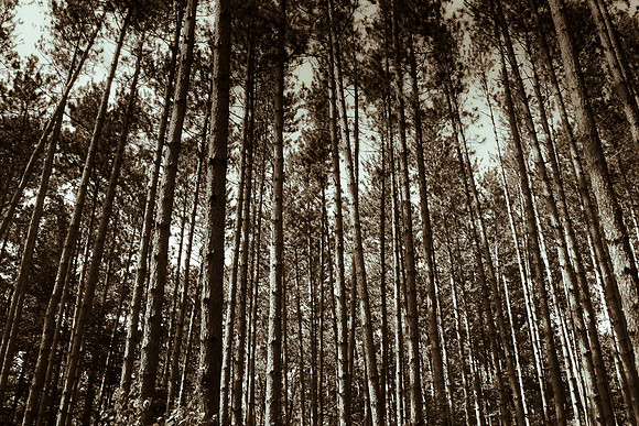Alleghany State Park 2009-2135