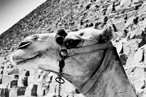Cairo Egypt 2009-0772